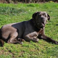 Chien hopkins #1