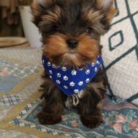 Magnifiques bébés yorkshire dépt 86 #2
