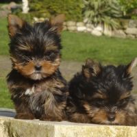 Magnifiques bébés yorkshire dépt 86 #9