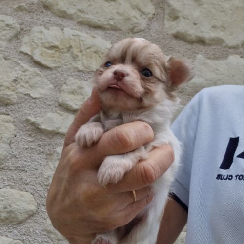 Magnifiques bébés chihuahua poils longs #6
