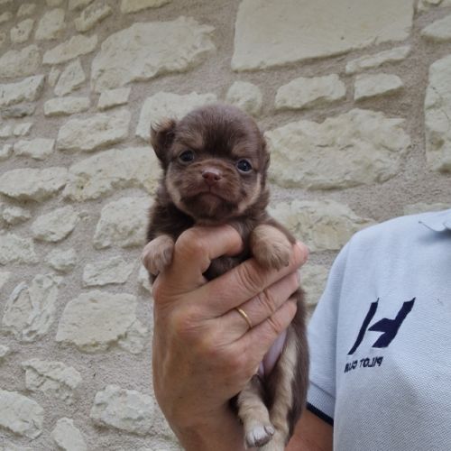 Magnifiques bébés chihuahua poils longs #7