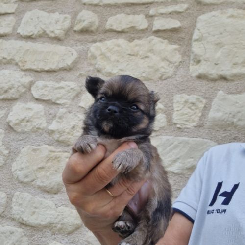 Magnifiques bébés chihuahua poils longs #8