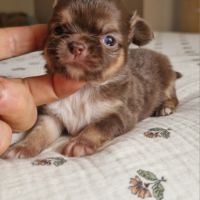 Magnifiques bébés chihuahua poils longs #2