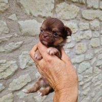 Magnifiques bébés chihuahua poils longs