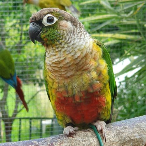 Conure molinae élevée main. #1