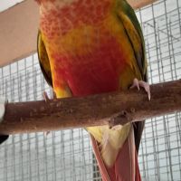 Conure molinae élevée main.