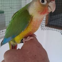 Conure molinae élevée main. #2