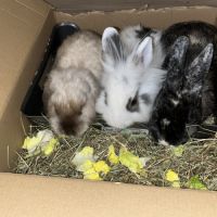 Bébés lapins a donner