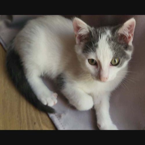 Jackson, adorable chaton à l'adoption