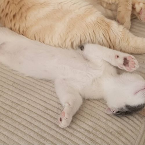 Jackson, adorable chaton à l'adoption #3