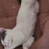Jackson, adorable chaton à l'adoption #1