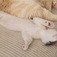 Jackson, adorable chaton à l'adoption #3