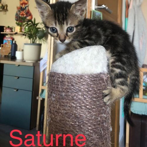 Venus, saturne et jupiter, adorables chatons #1