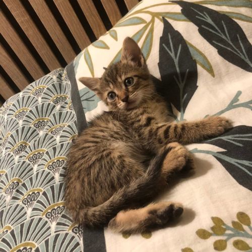 Venus, saturne et jupiter, adorables chatons #7
