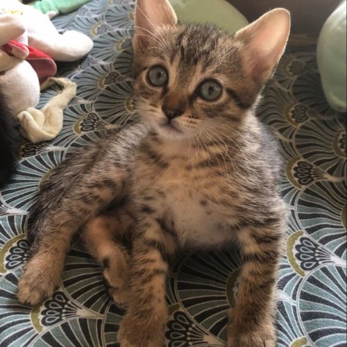 Venus, saturne et jupiter, adorables chatons #8
