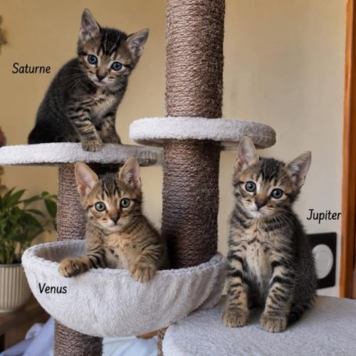 Venus, saturne et jupiter, adorables chatons #0