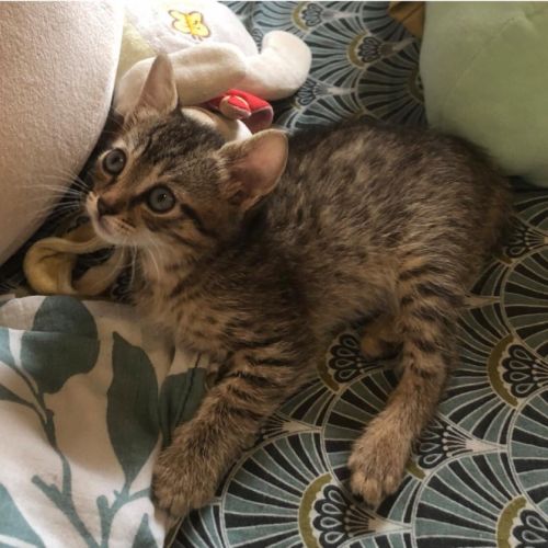 Venus, saturne et jupiter, adorables chatons #10