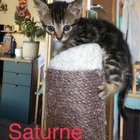Venus, saturne et jupiter, adorables chatons #1