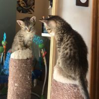 Venus, saturne et jupiter, adorables chatons #2