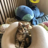 Venus, saturne et jupiter, adorables chatons #3