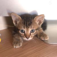 Venus, saturne et jupiter, adorables chatons #4
