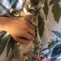 Venus, saturne et jupiter, adorables chatons #5