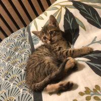Venus, saturne et jupiter, adorables chatons #7