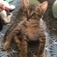 Venus, saturne et jupiter, adorables chatons #8