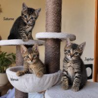 Venus, saturne et jupiter, adorables chatons