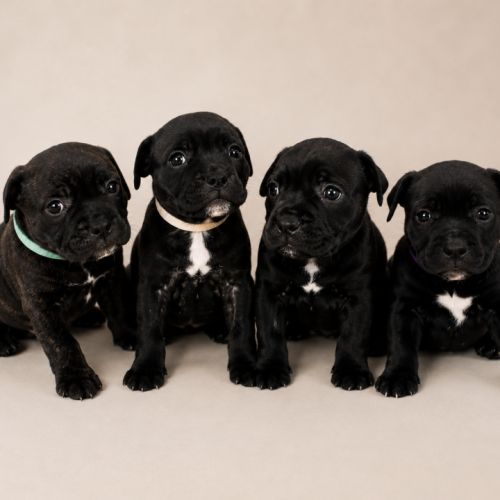Chiot staffie #1