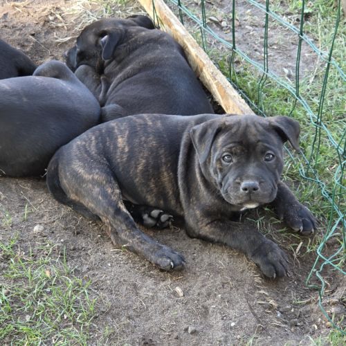 Chiot staffie #2