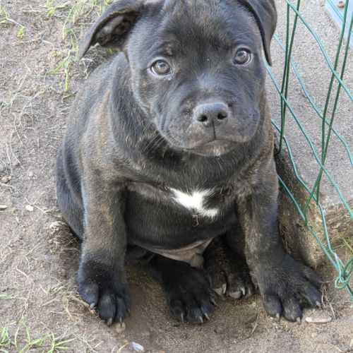 Chiot staffie #3