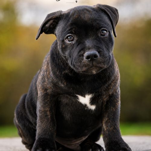 Chiot staffie #4