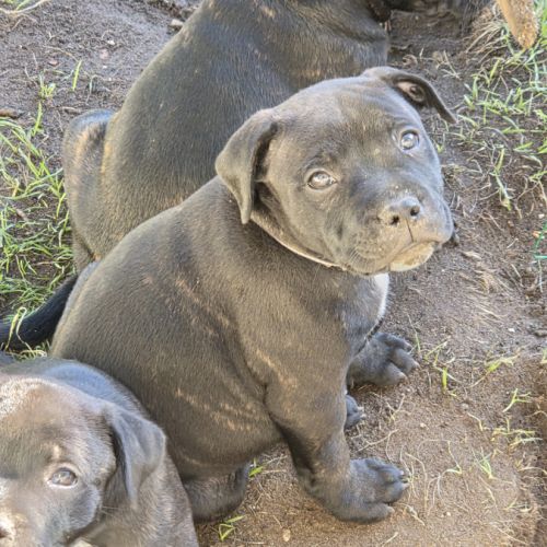 Chiot staffie #6