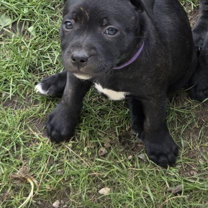 Chiot staffie #9