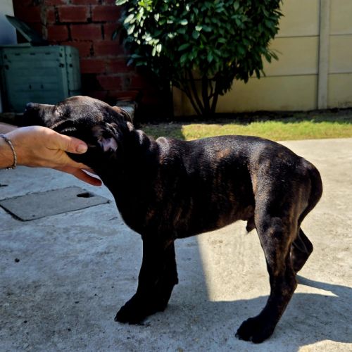 Chiot staffie #1