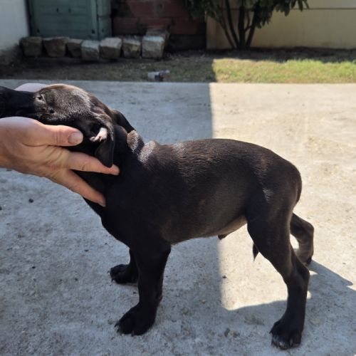 Chiot staffie #2