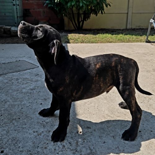 Chiot staffie #3
