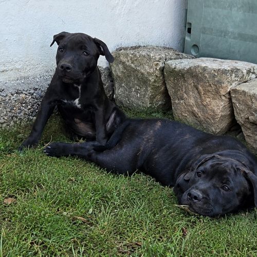 Chiot staffie