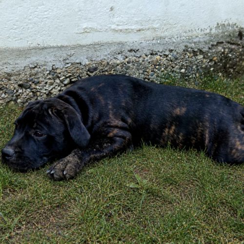 Chiot staffie #5