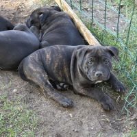 Chiot staffie #2