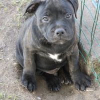 Chiot staffie #3
