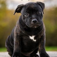 Chiot staffie #4