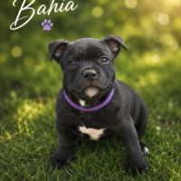 Chiot staffie