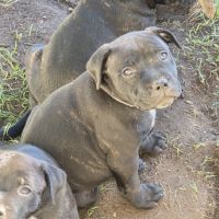 Chiot staffie #6
