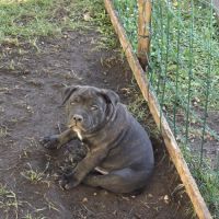 Chiot staffie #7