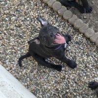 Chiot staffie #8