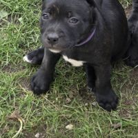 Chiot staffie #9