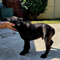 Chiot staffie #1