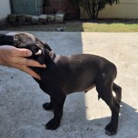 Chiot staffie #2